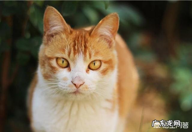 橘猫是母猫不容易胖 为什么橘猫容易发胖