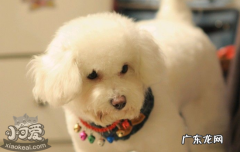 狗狗生气的表现小视频 狗狗生气的表现