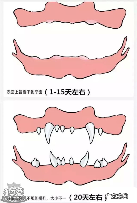 狗牙的排列构造图片 狗长牙的顺序图解