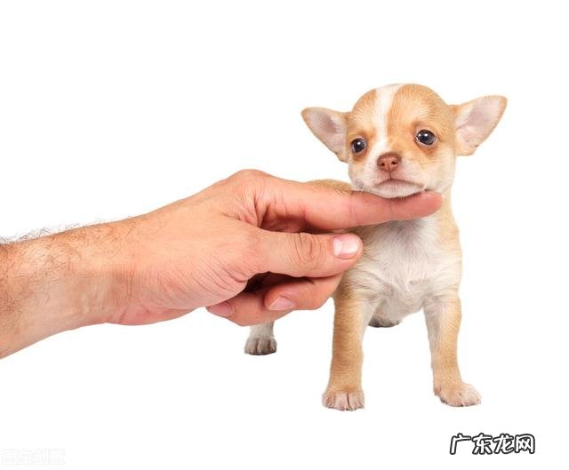 为什么养过狗的人不再养狗 养狗之后，有哪些不得不承认的事实呢