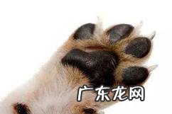 狗狗趾间炎什么症状 狗狗为什么会得趾间炎