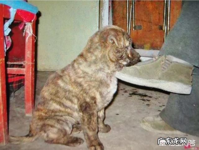 虎斑犬价格 虎斑犬幼犬多少钱