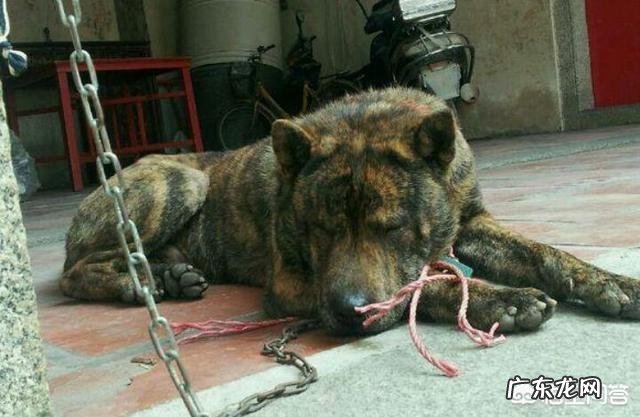 虎斑犬价格 虎斑犬幼犬多少钱
