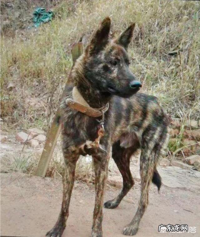 虎斑犬价格 虎斑犬幼犬多少钱