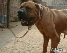 日本斗狗土佐犬 我国的哪些狗可以打得过日本的土佐犬，为什么