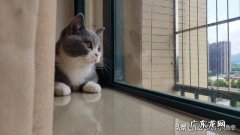 猫能不能养 该把猫给条件不好的人养吗