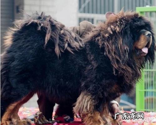 藏獒认主人吗 藏獒会不会接受新主人