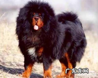 藏獒认主人吗 藏獒会不会接受新主人