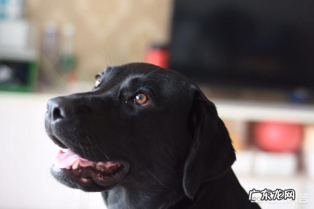 宠物狗拉布拉多犬的饲养方法 拉布拉多犬的日常饲养方法是什么