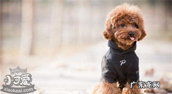 泰迪的缺点是什么? 泰迪有什么缺点