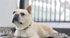 比较凶的小型犬 凶猛的小型犬有哪些