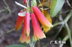 杜鹃花根系腐烂应该怎么办 管花杜鹃烂根了还有救吗