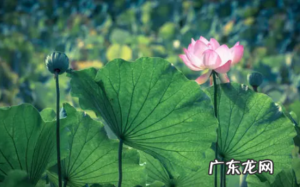 2021年入伏时间和出伏时间 2022年入伏前后温度变化大吗