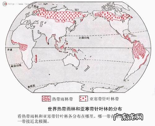 我国亚寒带针叶林分布地区有哪些,主要分布于哪些省份?