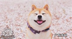 柴犬有什么优点吗 柴犬有什么优点
