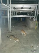 假如我收养了一只流浪猫 如果你看见一只流浪猫，你会去收留他吗