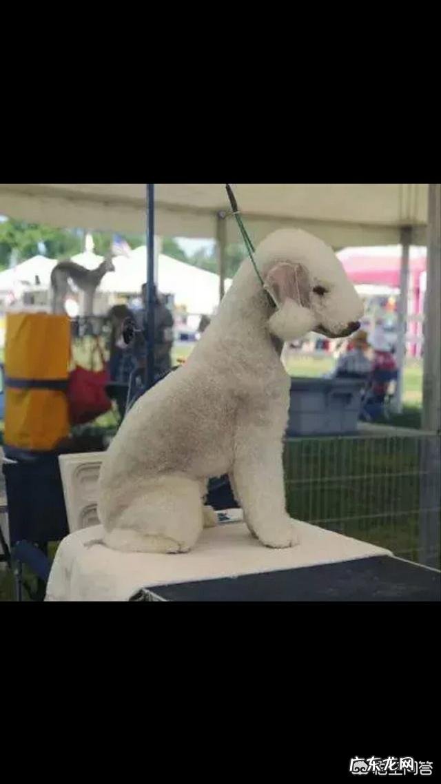 贝灵顿好养吗 养只贝灵顿是种怎样的体验