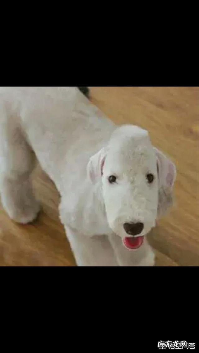 贝灵顿好养吗 养只贝灵顿是种怎样的体验