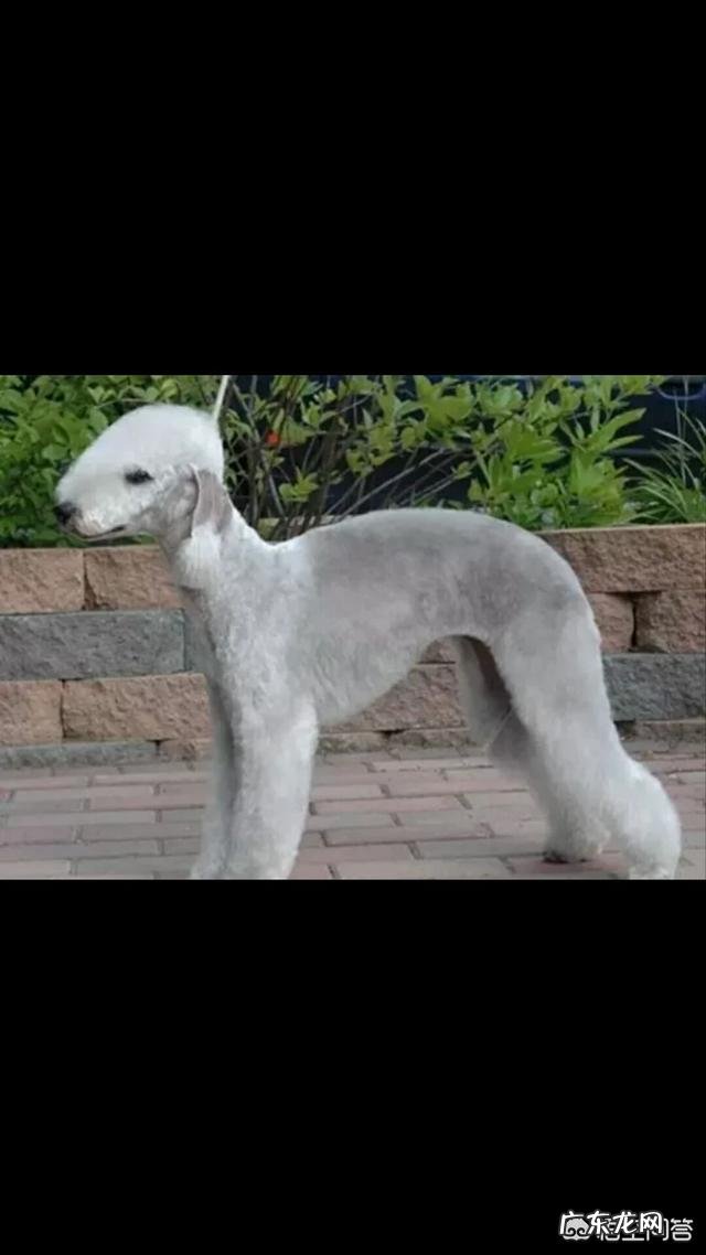 贝灵顿好养吗 养只贝灵顿是种怎样的体验