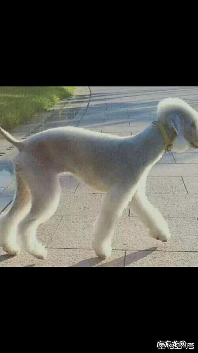 贝灵顿好养吗 养只贝灵顿是种怎样的体验