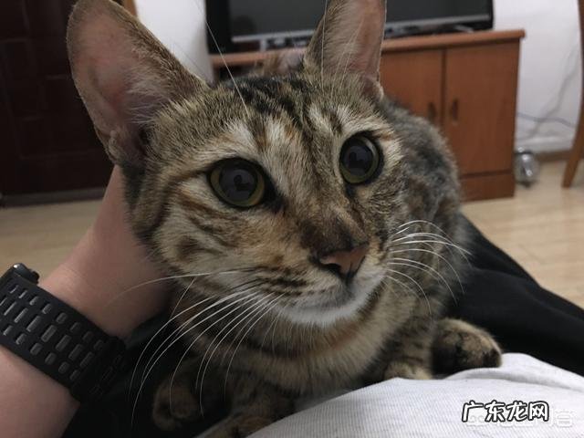 流浪猫会记住喂他的人吗 喂了很多天的流浪猫会记得你吗