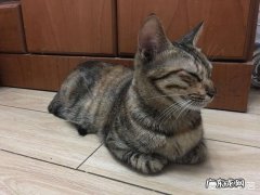 流浪猫会记住喂他的人吗 喂了很多天的流浪猫会记得你吗