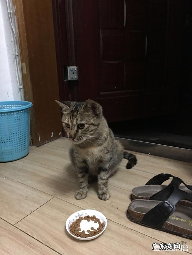流浪猫会记住喂他的人吗 喂了很多天的流浪猫会记得你吗