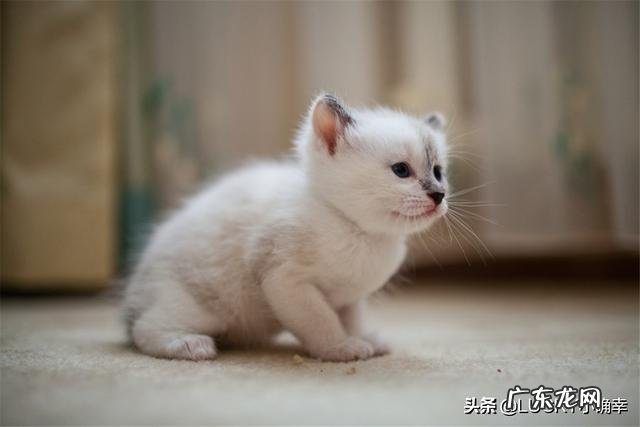 两个多月带回来的小猫,不喜欢被摸被抱,晚上睡觉也不要一起睡,喜欢抱着手咬人,用脚踹人,怎么才能养熟