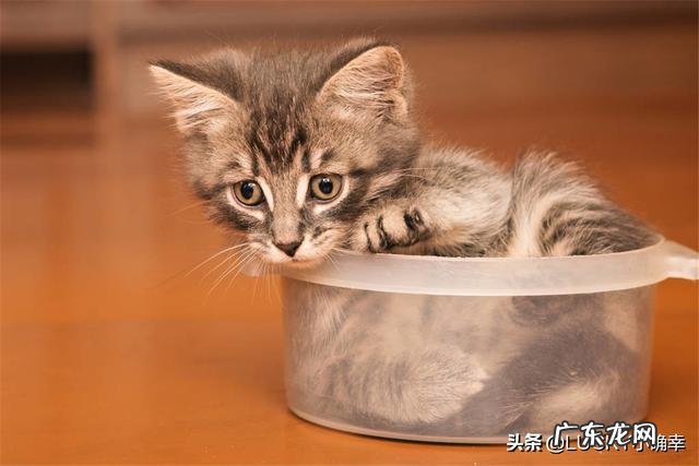 两个多月带回来的小猫，不喜欢被摸被抱，晚上睡觉也不要一起睡，喜欢抱着手咬人，用脚踹人，怎么才能养熟