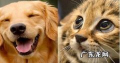 养狗和猫的区别 养猫与养狗有什么区别