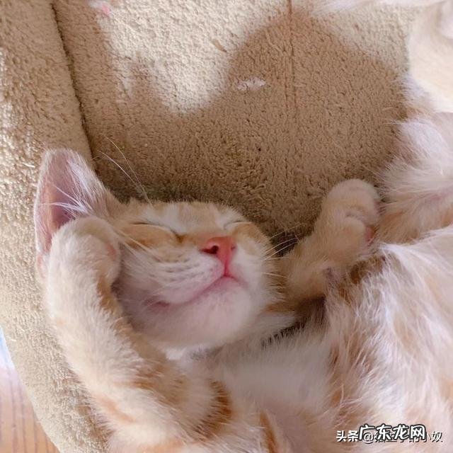猫眼中的主人是什么样的 猫咪眼中的主人是怎么样的