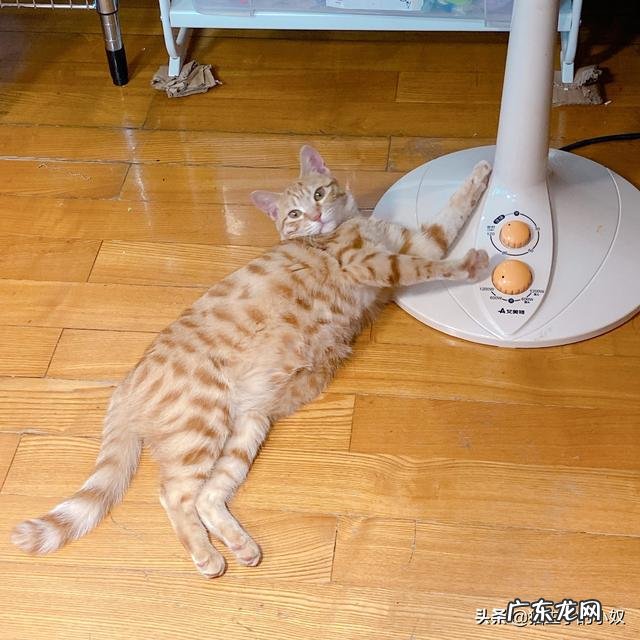 猫眼中的主人是什么样的 猫咪眼中的主人是怎么样的
