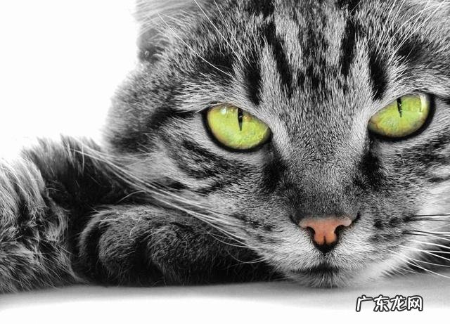 猫眼中的主人是什么样的 猫咪眼中的主人是怎么样的