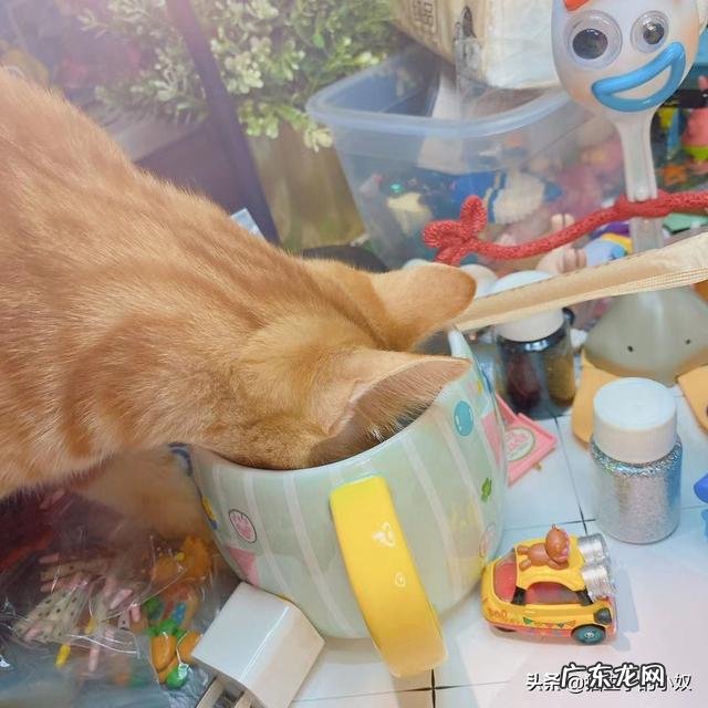 猫眼中的主人是什么样的 猫咪眼中的主人是怎么样的