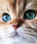 猫眼中的主人是什么样的 猫咪眼中的主人是怎么样的