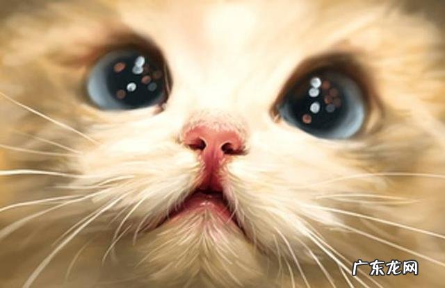 猫眼中的主人是什么样的 猫咪眼中的主人是怎么样的