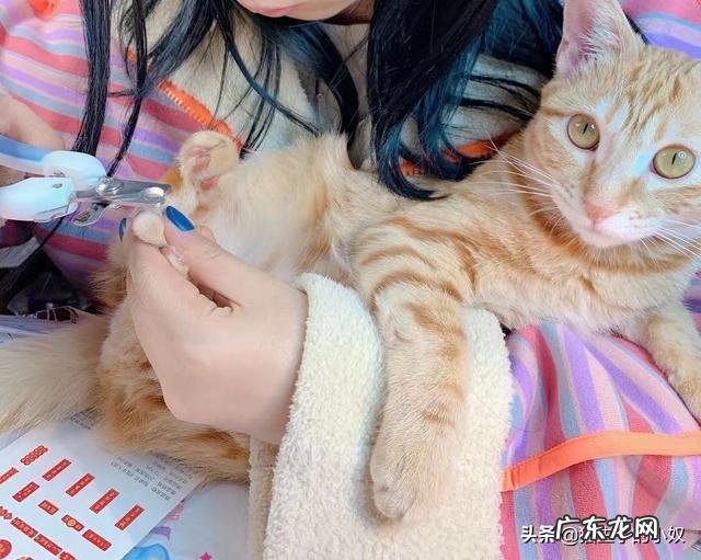 猫眼中的主人是什么样的 猫咪眼中的主人是怎么样的