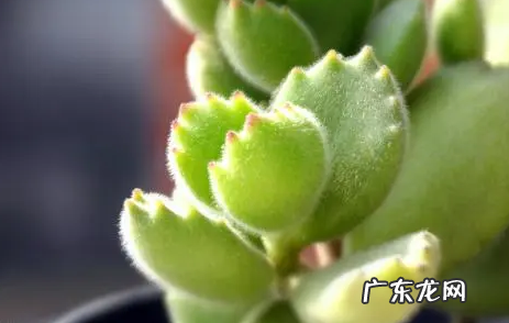 冬天可以移植盆栽吗 2022立夏后植物能移栽吗