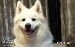 狗狗不喜欢刷牙怎么办? 教你如何给狗刷牙不被抵触