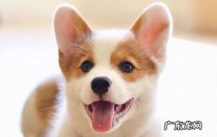 柯基犬的六大优缺点 柯基的优缺点你知道吗