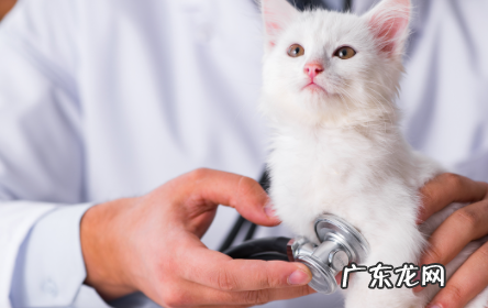 猫一定要驱虫吗 什么样的猫需要驱虫