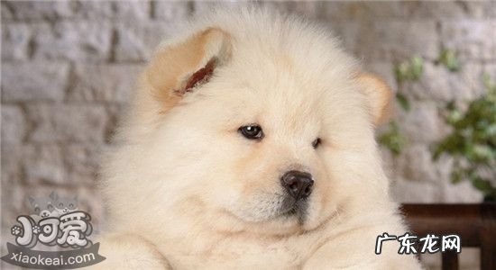 松狮聪明吗 松狮的三大缺点