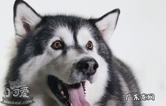 狗变老了有什么表现 狗老了的表现