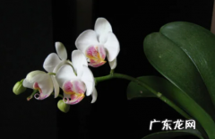 蝴蝶兰烂根叶子烂没了 白蝶兰老烂根是怎么回事
