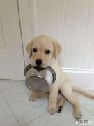 狗狗会饿吗 狗狗到底知道饿不饿吗
