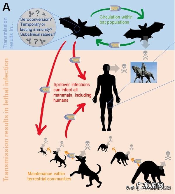 一般家养的宠物狗会有狂犬病毒吗 狗是狂犬病毒主要寄主,请问养宠物狗人有可能染上病毒吗