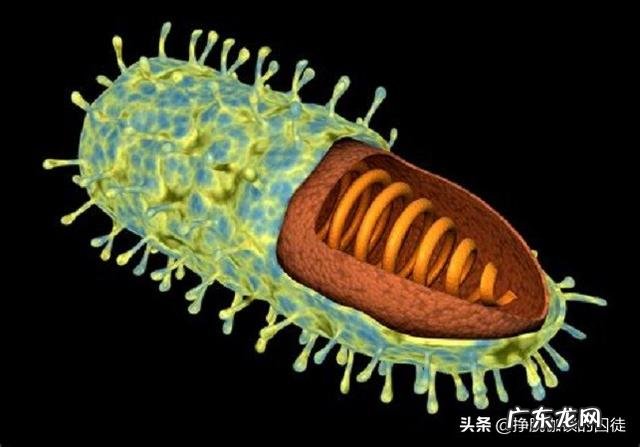 一般家养的宠物狗会有狂犬病毒吗 狗是狂犬病毒主要寄主,请问养宠物狗人有可能染上病毒吗