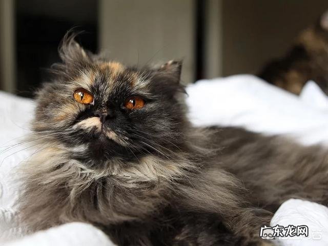 哪个牌子的猫粮好吃又营养? 哪个牌子的猫粮比较好吃