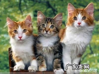 哪个牌子的猫粮好吃又营养? 哪个牌子的猫粮比较好吃