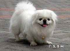 中国最大的狗狗前十名 中国有哪些比较有名的狗狗